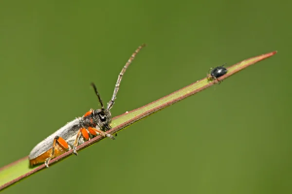 Coleoptera cerambycidae rovarok — Stock Fotó