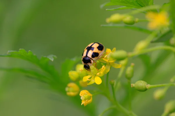 Mariquita. — Foto de Stock