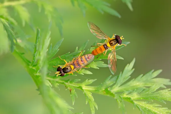 Syrphidae böcekler — Stok fotoğraf