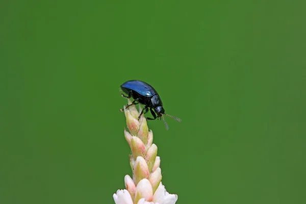 Lila blad-skalbagge — Stockfoto