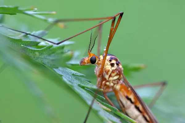 Mosquito insects — Stock Photo, Image