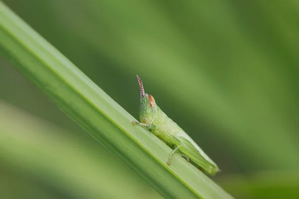 バッタの幼虫 — ストック写真