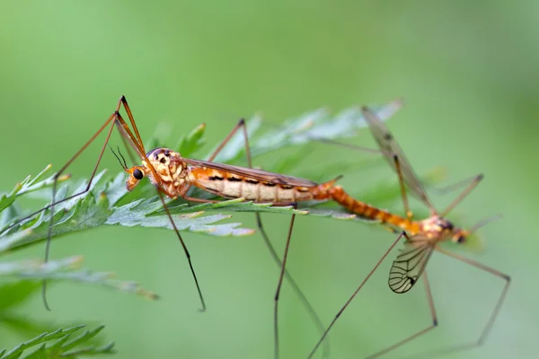 Insectes moustiques accouplement — Photo