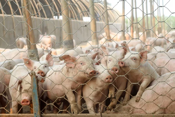 Schweine auf dem Hof — Stockfoto