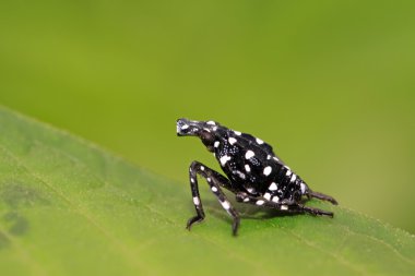 fulgoroidea böcekler üzerinde yaprak yeşil
