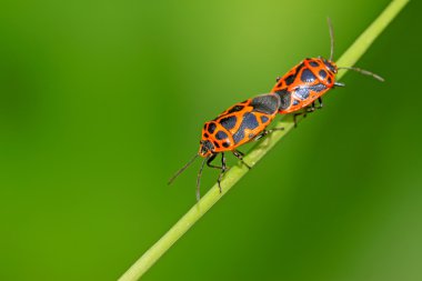 çekirke sınıf böceklerin çiftleşme