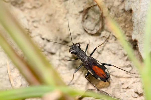 Tiger beetles — Stock Photo, Image