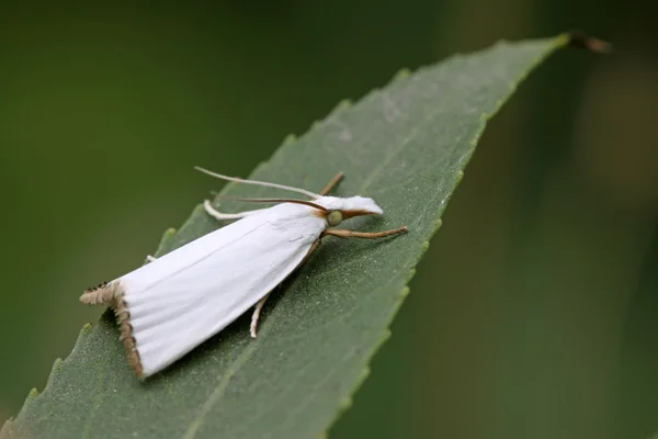 Bílé můry hmyz — Stock fotografie