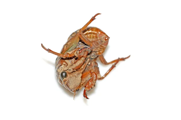 Ağustosböceği — Stok fotoğraf