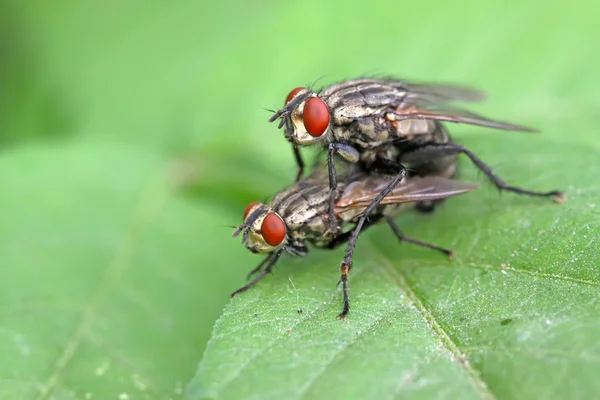 Två egentliga flugor insekter parning — Stockfoto
