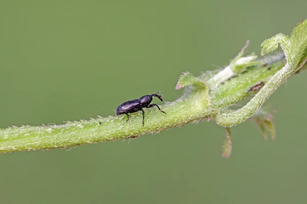 Weevil. — Foto de Stock