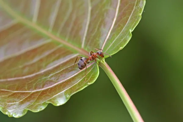 Mravenci na zeleném listu — Stock fotografie