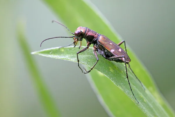 Tiger beetles — Stock Photo, Image