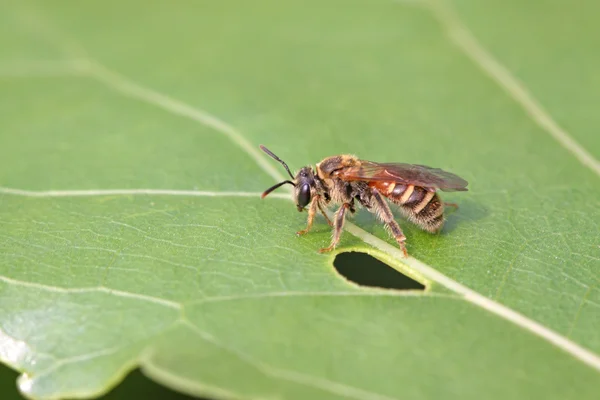 Bijen insecten — Stockfoto