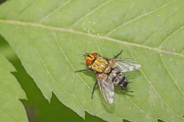 Hmyz muscidae — Stock fotografie