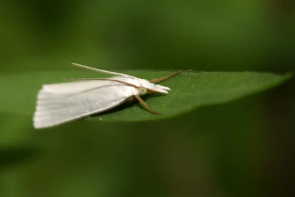 Nattfjärilar insekter — Stockfoto