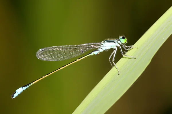 Damselflies — Stock fotografie