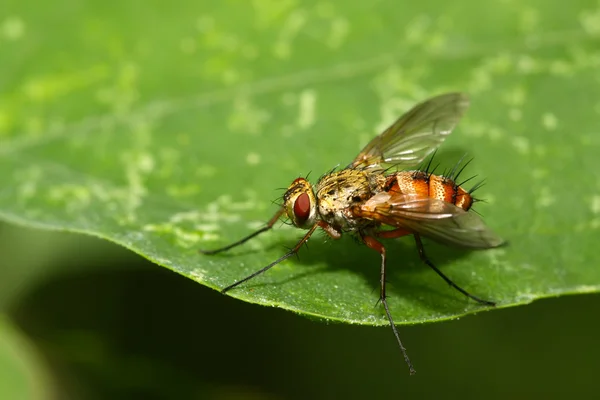 Insetti muscidi — Foto Stock