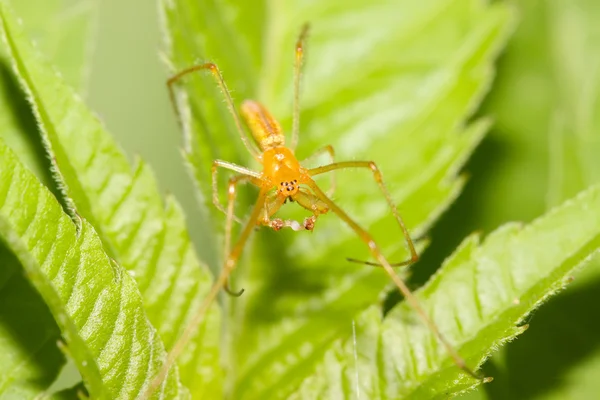 Pavouk na plevel v přírodě — Stock fotografie