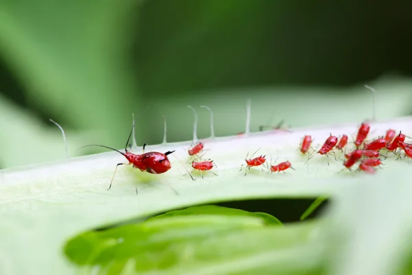 진딧물 — 스톡 사진