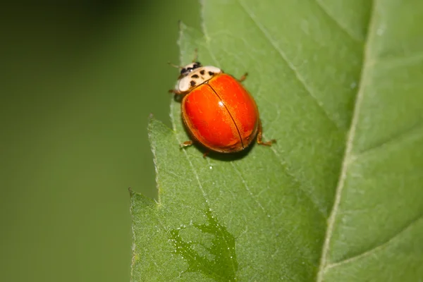 A kind of lady beetles — Stock Photo, Image