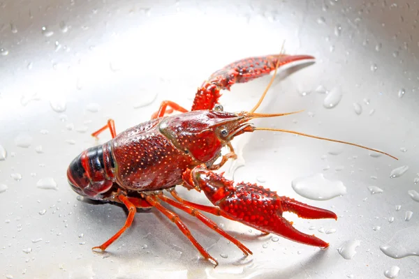 Crayfish — Stock Photo, Image