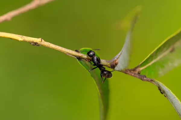 Camponotus japonicus — Zdjęcie stockowe