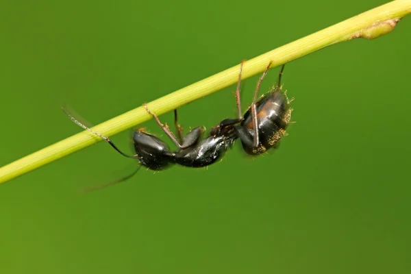 Camponotus japonicus — стокове фото