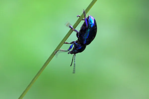 Besouros-das-folhas — Fotografia de Stock