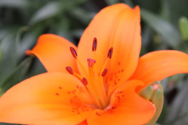 Lily — Stockfoto