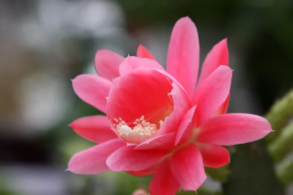 Red flowers — Stock Photo, Image