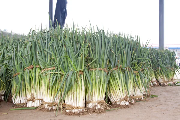 Bundles of scallions — Stock Photo, Image