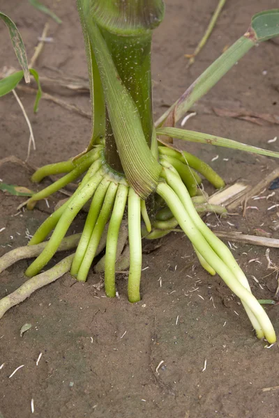 Raiz de milho — Fotografia de Stock