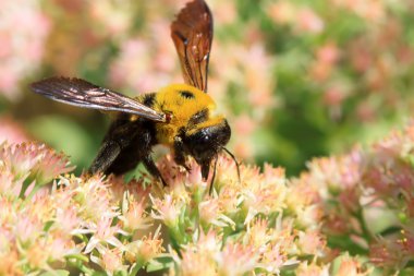 Arılar tür böcekler