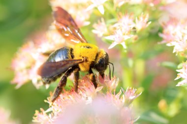 Arılar tür böcekler
