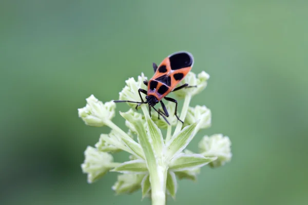 Stinkbug — стоковое фото