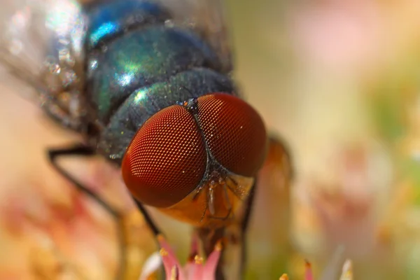 Flyga i naturen — Stockfoto