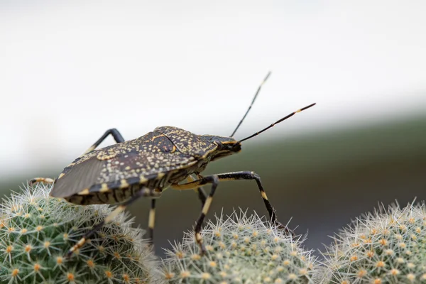 Vászon-bőr stinkbug — Stock Fotó