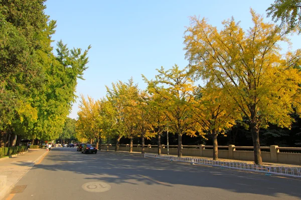 Árbol de ginkgo en el otoño en un campus universitario en China — Foto de Stock