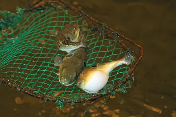 Στομάχι σχημάτιζε μπουφάν ψάρι puffer στα μια υδατοκαλλιέργειας λόγους, στην Κίνα — Φωτογραφία Αρχείου