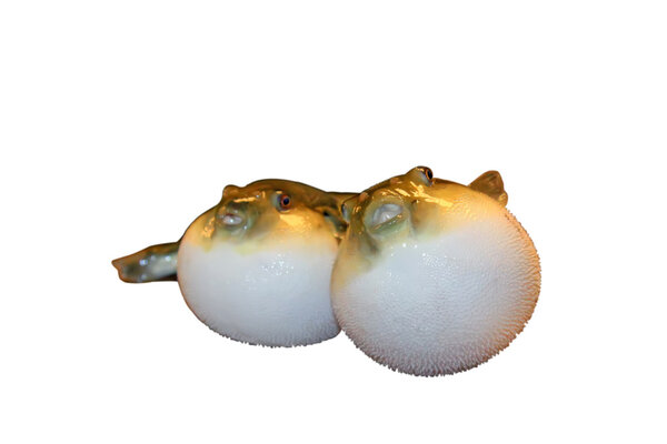 рыба фугу на белом фоне
