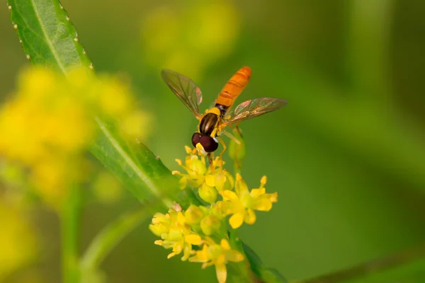 Syrphidae rovarok — Stock Fotó