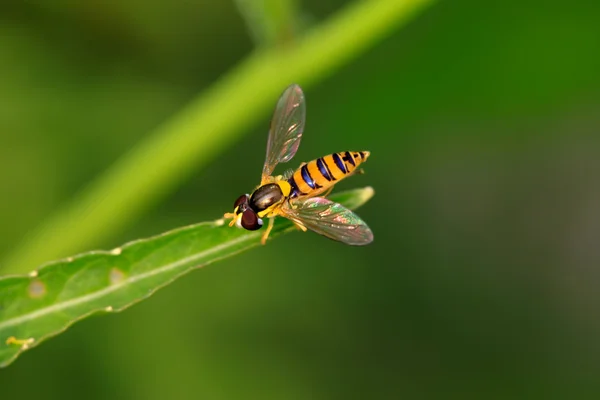 Syrphidae insecten — Stockfoto