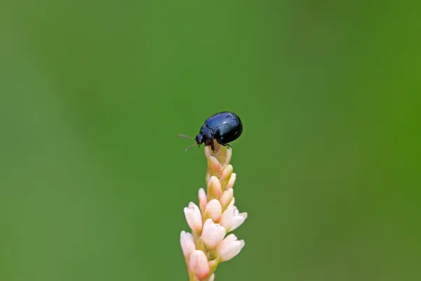 Escarabajo de hoja púrpura — Foto de Stock