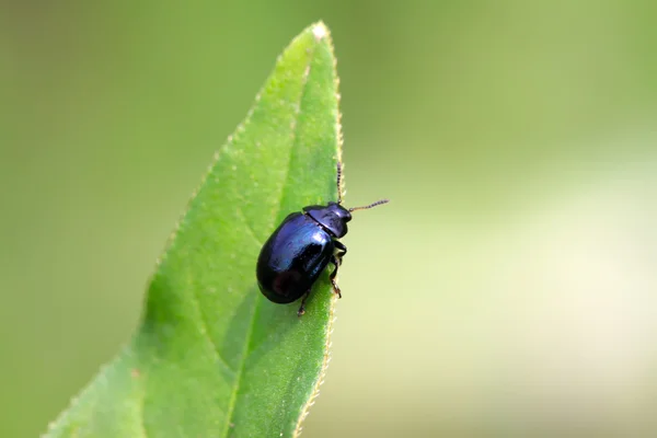 Purple leaf-beetle — Stock Photo, Image