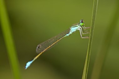 küçük hanım çimlere fly