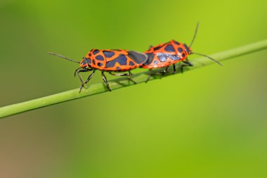 çekirke sınıf böceklerin çiftleşme
