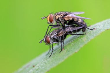 iki muscidae böceklerin çiftleşme