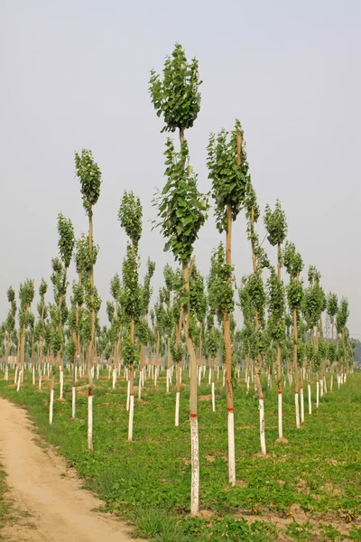 Poplar in a nursery garden — Stock Photo, Image