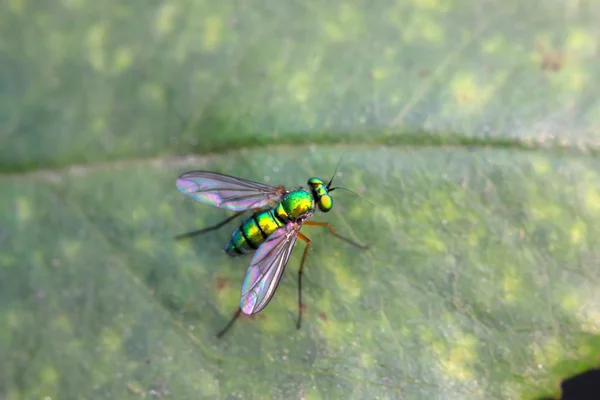 Gros plan d'insectes tabanidés sur l'herbe — Photo